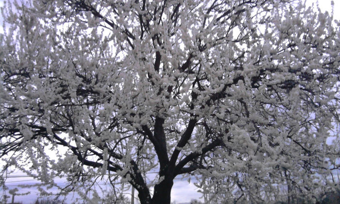 Fotografie3382 - curtea si florile de exterior