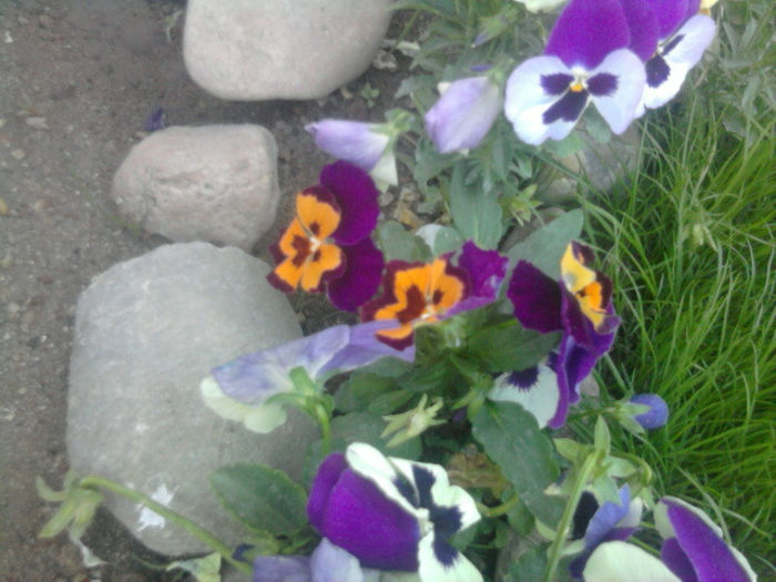 Fotografie3487 - curtea si florile de exterior