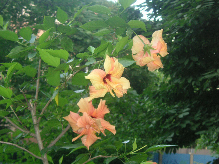 SANY0058