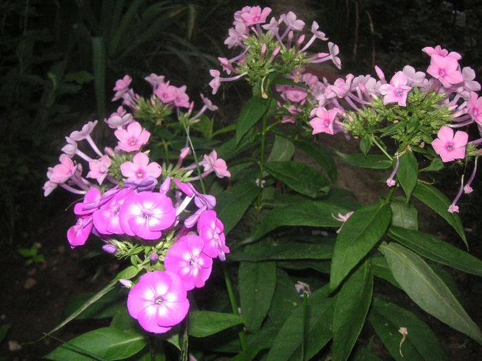 SANY0041