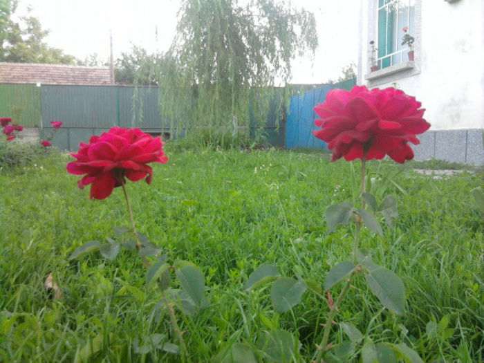 Fotografie3587 - curtea si florile de exterior