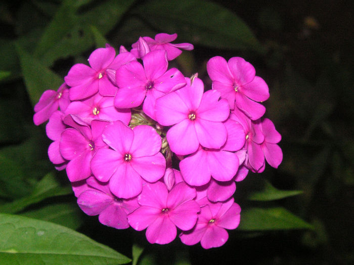 SANY0051