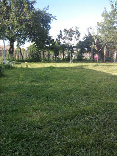 Fotografie3601 - curtea si florile de exterior