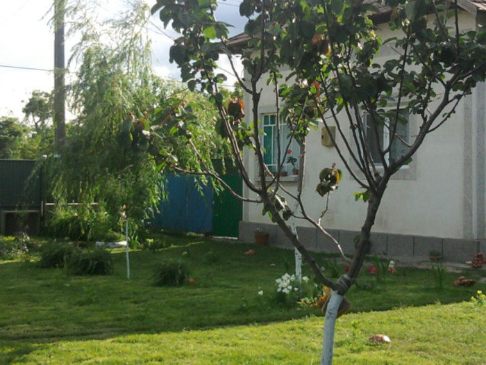 Fotografie3607 - curtea si florile de exterior