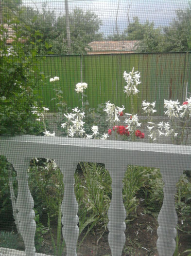 Fotografie3624 - curtea si florile de exterior