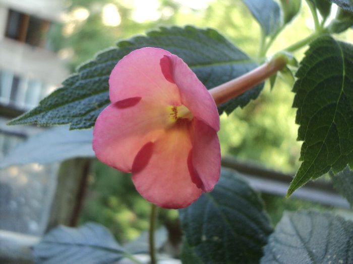 Sweet & Sour - 2 iulie