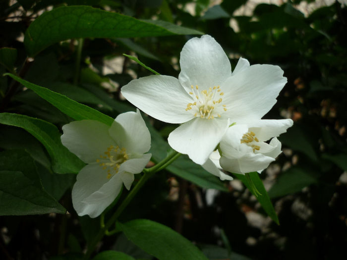 ....si iulie 2013 - Iasomie de gradina Philadelphus coronarius