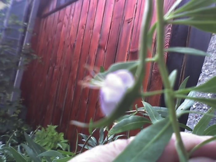 01-07-13_1805 - PRIN GRADINA -2013