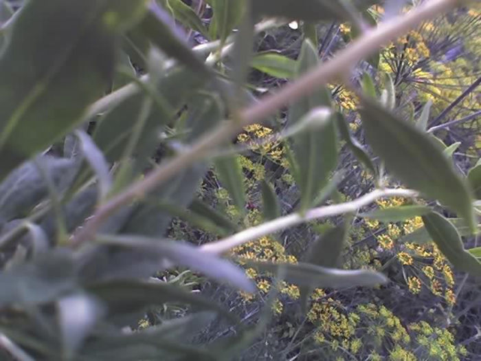 01-07-13_1807 - PRIN GRADINA -2013