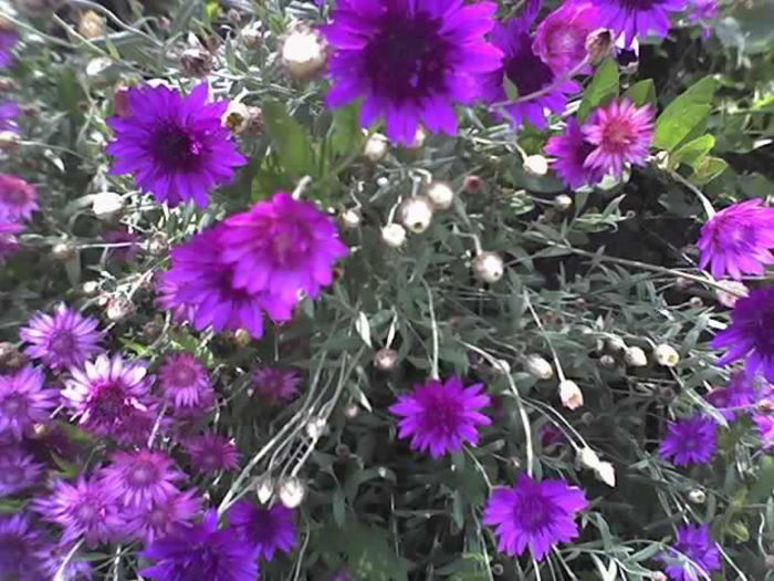 01-07-13_1809 - PRIN GRADINA -2013