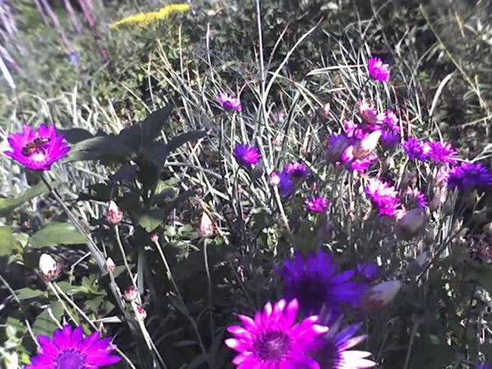 02-07-13_0840 - PRIN GRADINA -2013