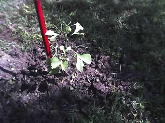 02-07-13_ginkgo biloba