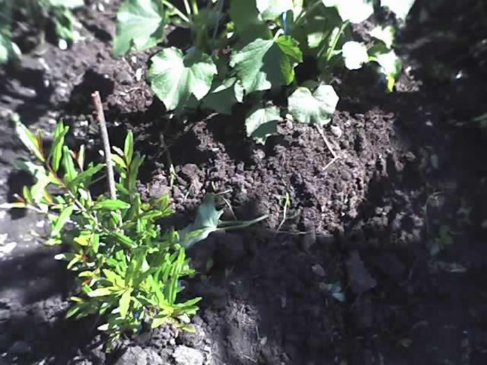 02-07-13_rodiu anul 2