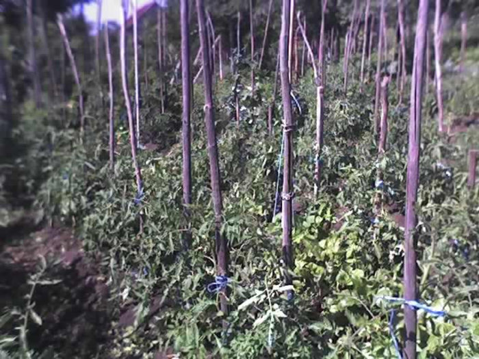 02-07-13_1058 - PRIN GRADINA -2013