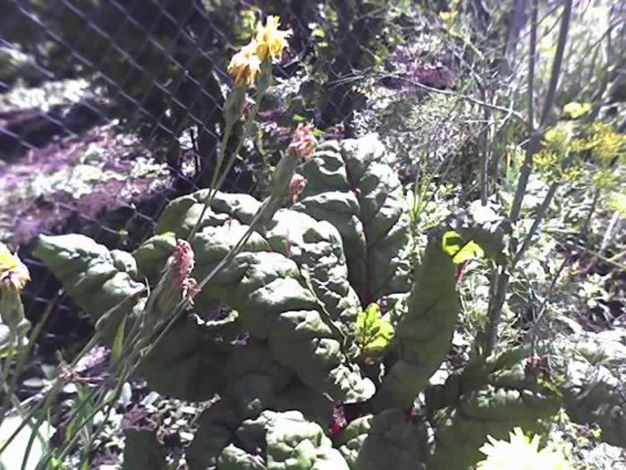02-07-13_1100 - PRIN GRADINA -2013