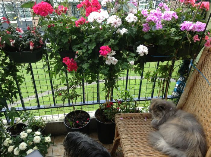 image - balcon 2013