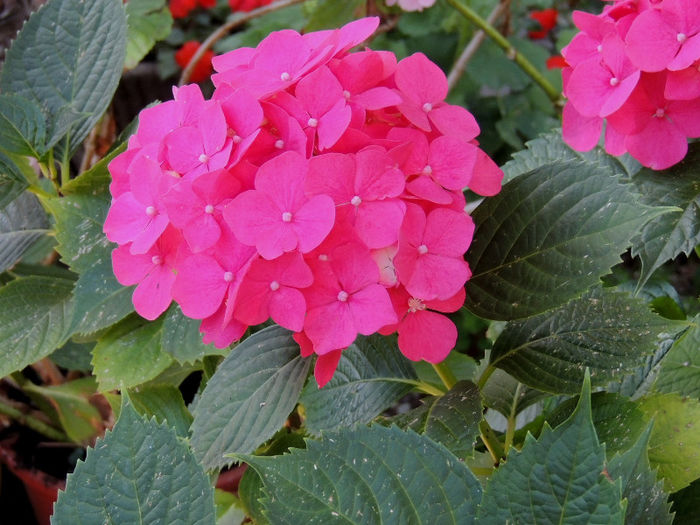 RSCN0687