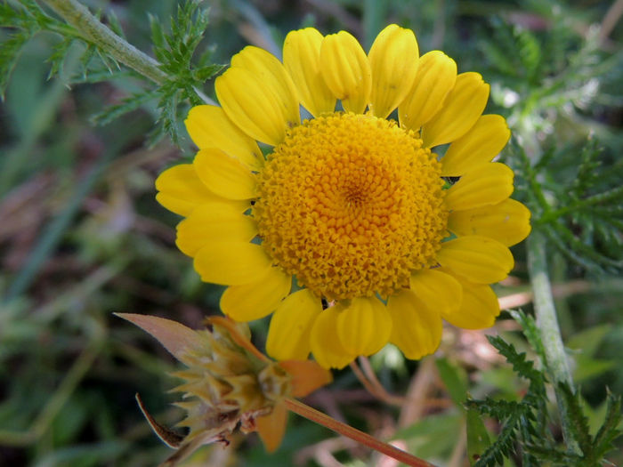 RSCN0842