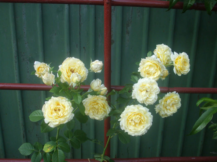 Cyrano de Berjerac - vara 2013