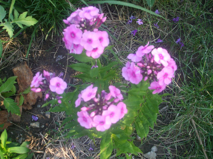 DSCF2012 - vara 2013