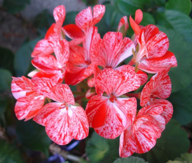 Mosaic Red - Iulie 2013 - Muscate Sieberz