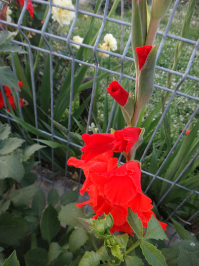 DSC02010 - gladiola