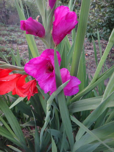 DSC02022 - gladiola