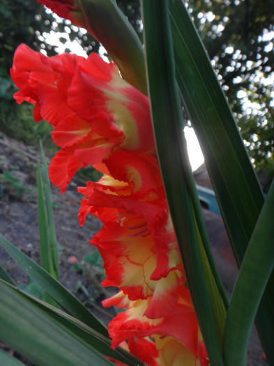 DSC02023 - gladiola