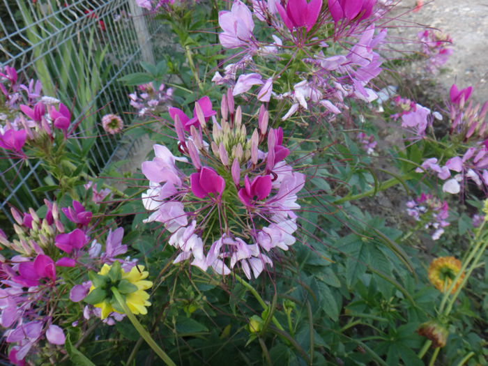 DSC02015 - flori de gradina