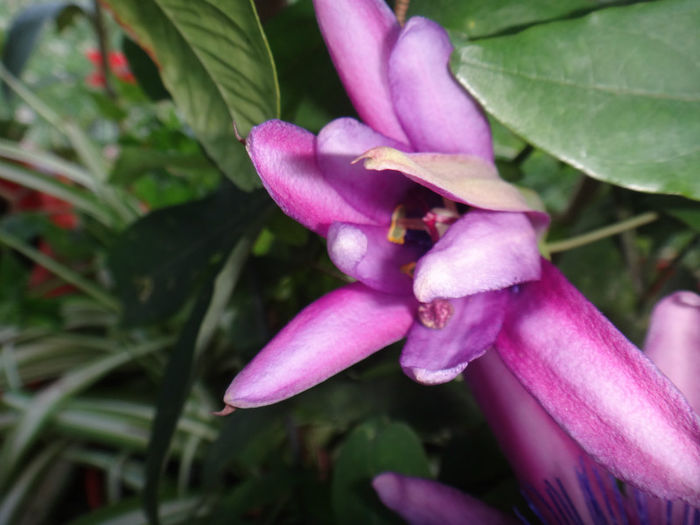 DSC02005 - passiflora