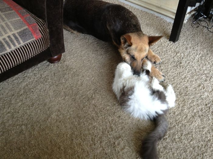 Mara si jumatate de Strauss :))