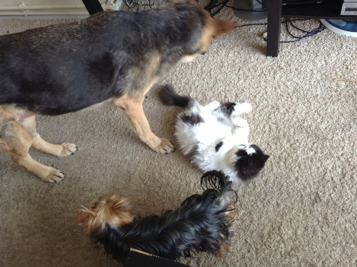 Mara, Strauss si Shalimar