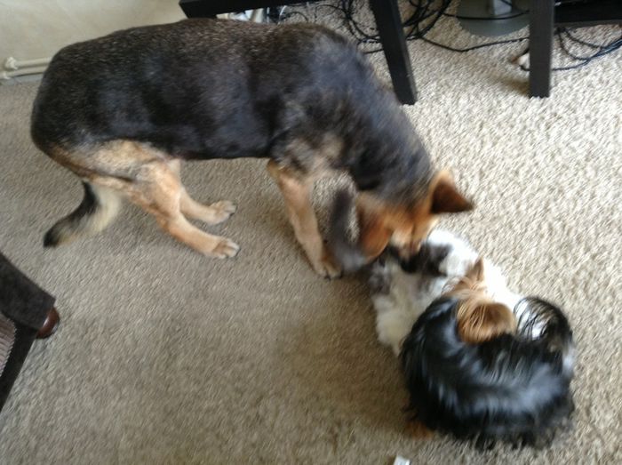 Mara, Strauss si Shalimar