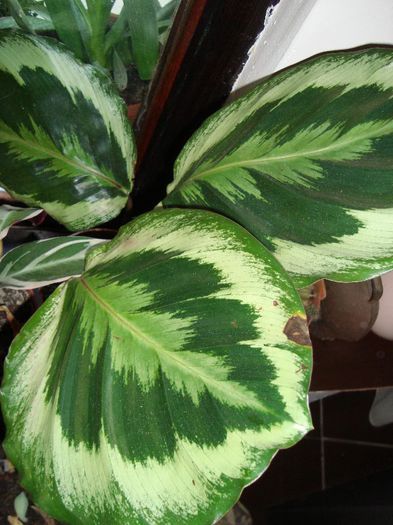 calathea - florile mele de ghiveci