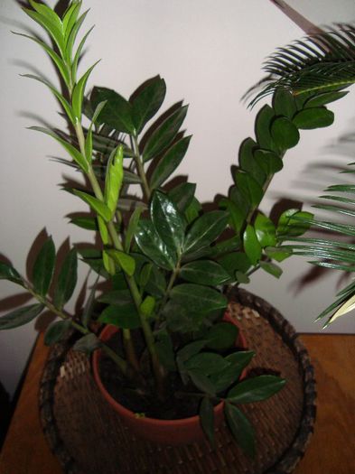 zamioculcas - florile mele de ghiveci