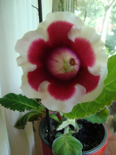 gloxinia