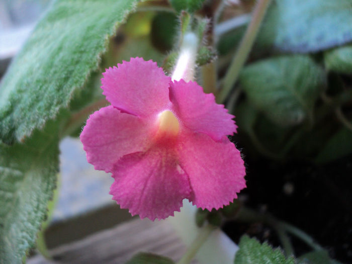 DSC06092 - EPISCIA - 2013