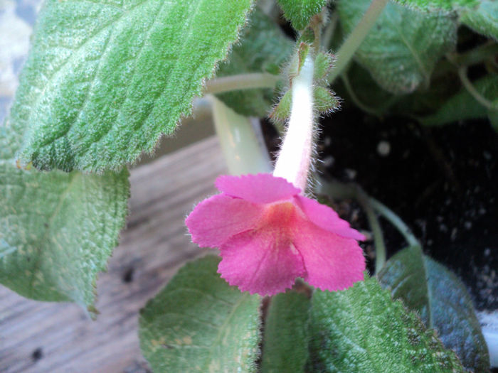 DSC06093 - EPISCIA - 2013