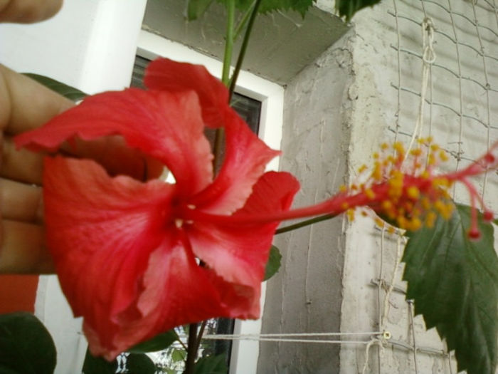 hibiscus rouge tropique