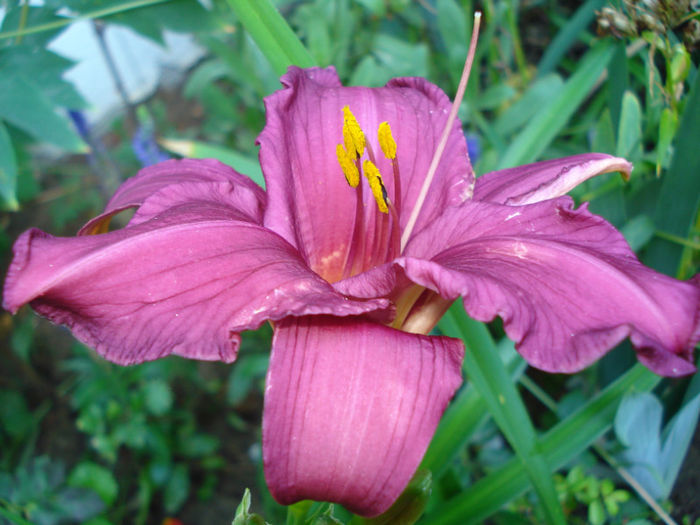 16A. Chicago Royal Robe - HEMEROCALLIS