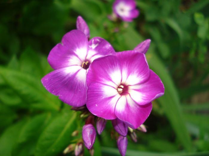 2.07.2013 Phlox paniculata Wilhelm Kesselring - Phlox