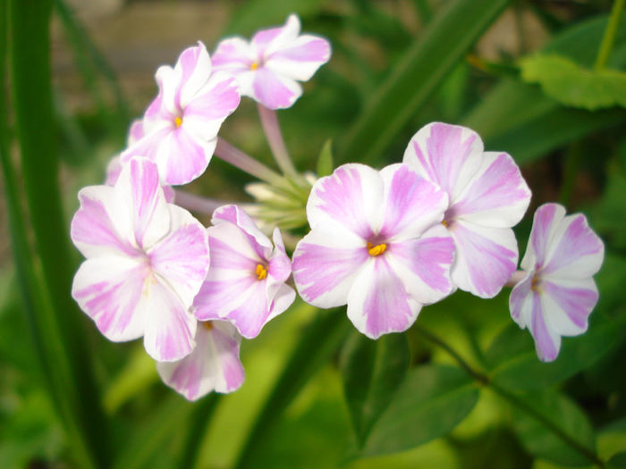 Phlox paniculata Natasha - Phlox