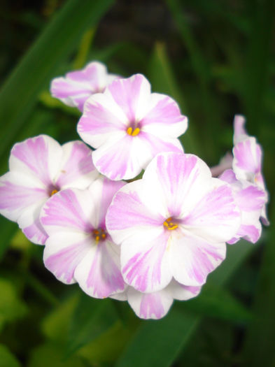 DSC00457 - Phlox