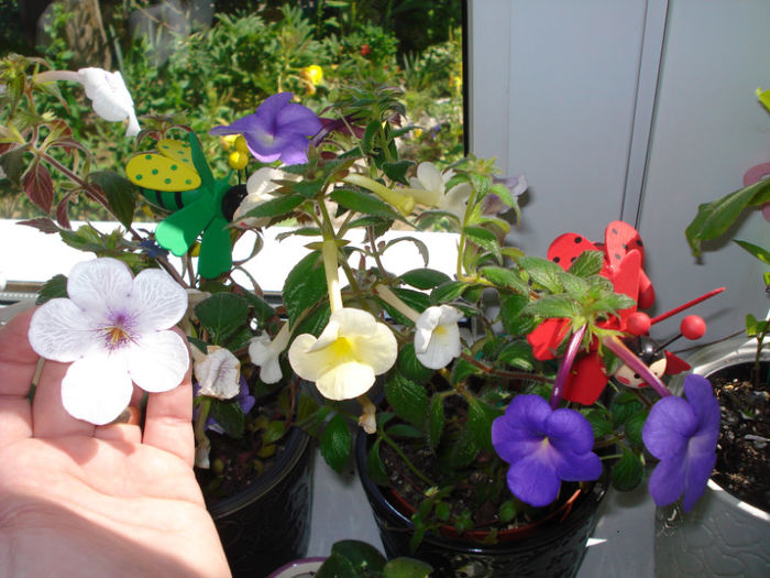 DSC00487 - Achimenes