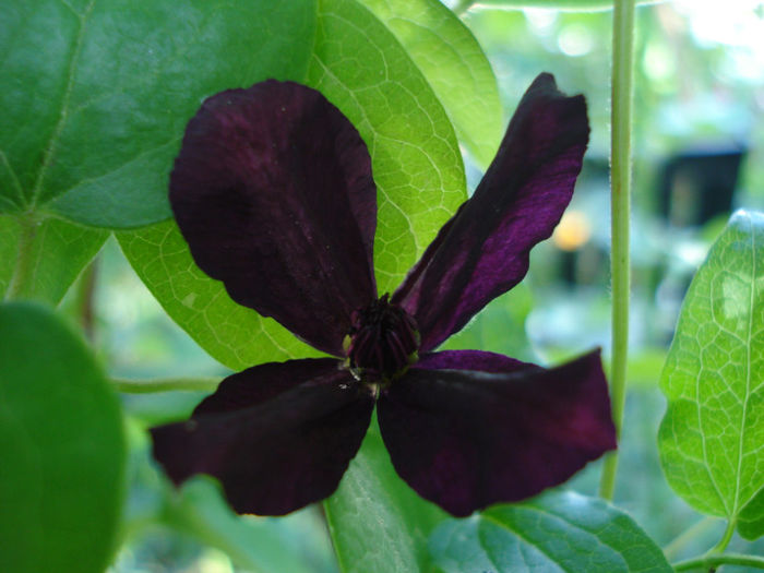 03.07.2013 - Clematis 2013