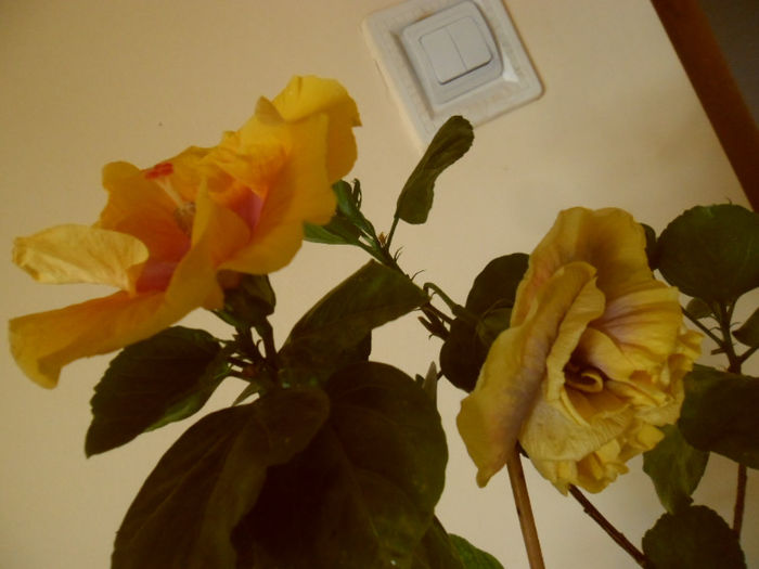 Grand Prix + Gator Magic - Hibiscus 2013 -1