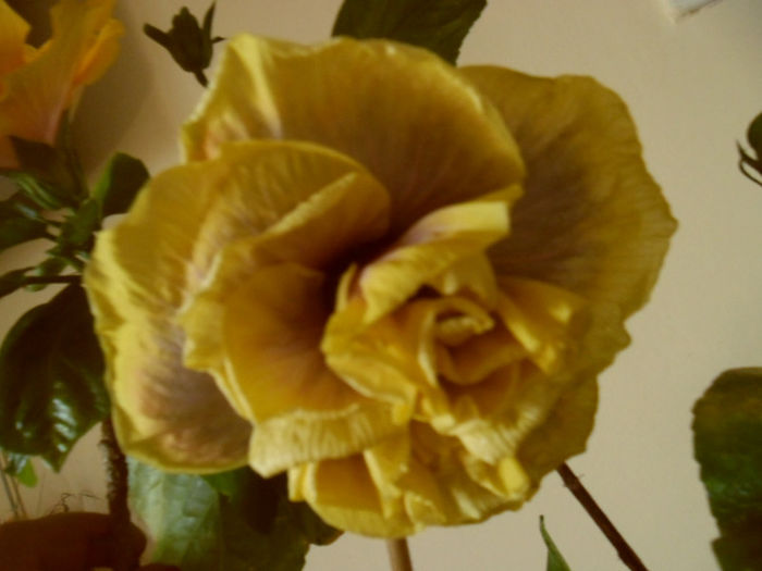 Gator Magic - Hibiscus 2013 -1