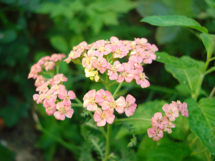 Achillea Apricot Delight