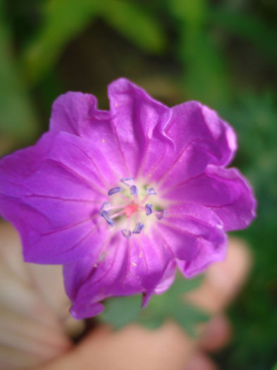 Geranium Max Frei - Gradinuta in 2013