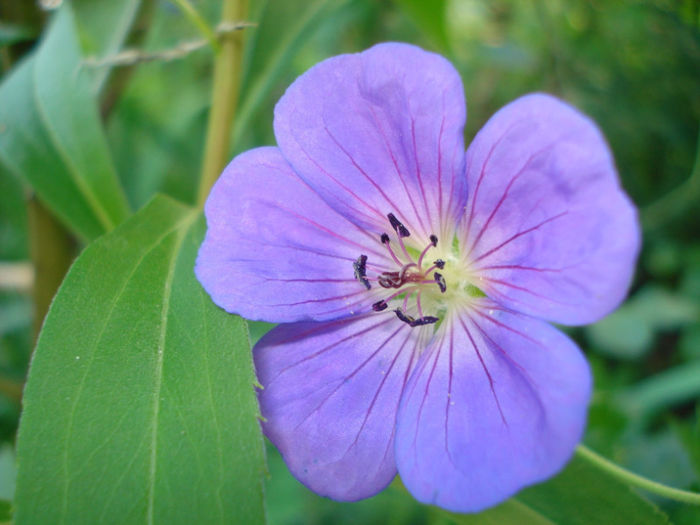 Geranium  Rozanne - Gradinuta in 2013